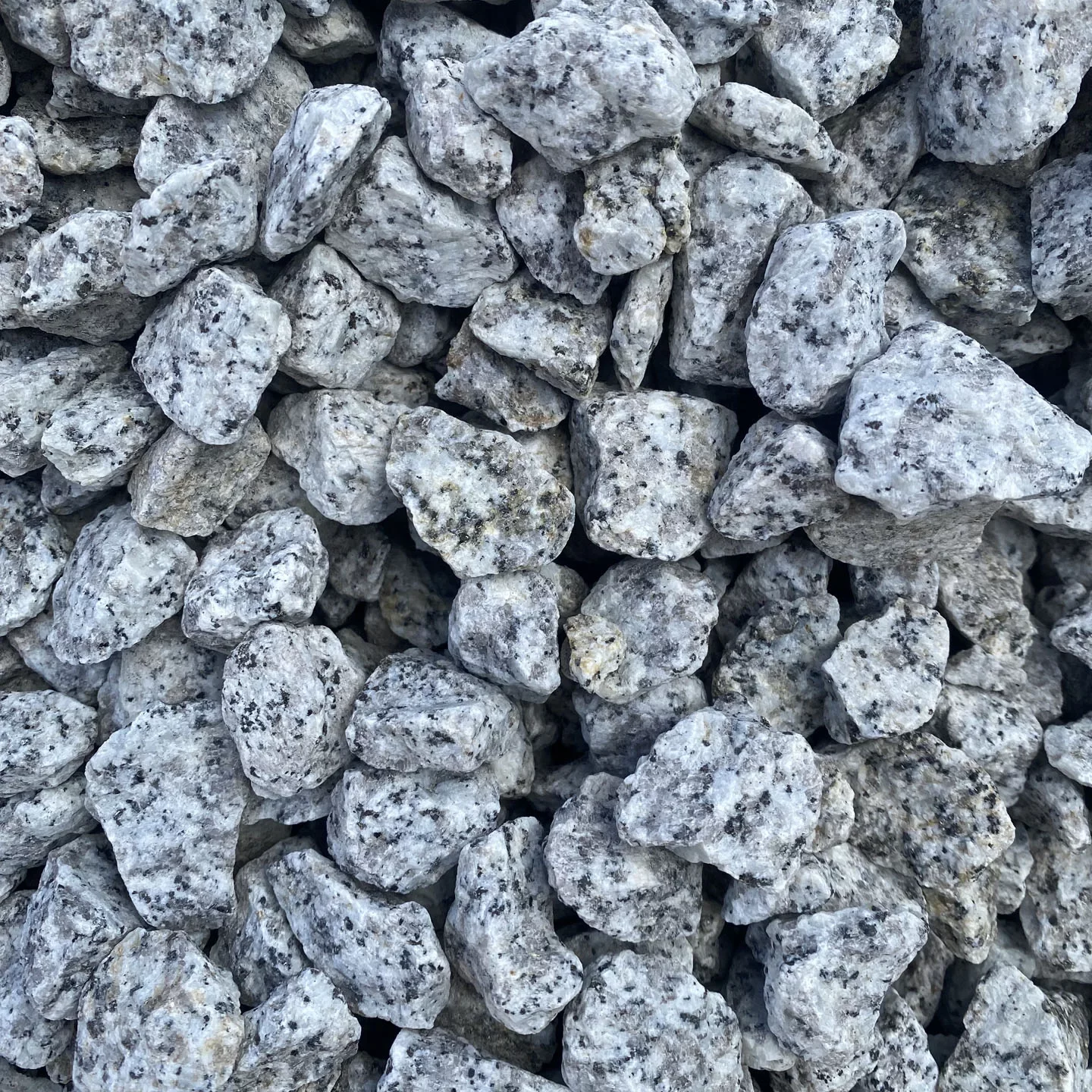 granit dalmatyńczyk 16 22